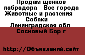 Продам щенков лабрадора - Все города Животные и растения » Собаки   . Ленинградская обл.,Сосновый Бор г.